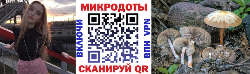 Галлюциногенные грибы Psilocybe  Пионерский 
